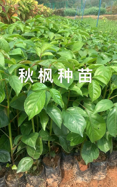 秋枫树苗主要施什么肥