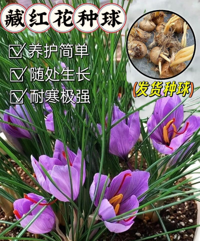 藏红花球什么时候种植