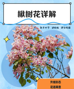 楸树的花有什么作用