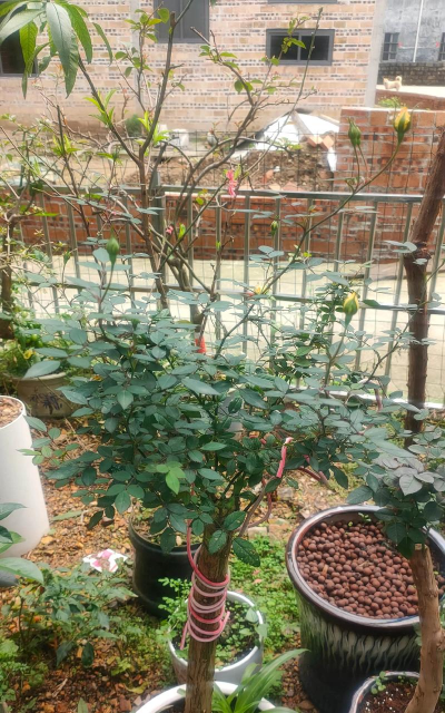 家庭养花用生根粉