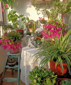 家庭养花用生根粉