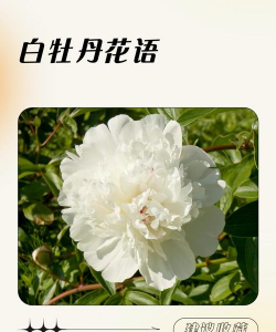 白牡丹的花语是什么呀