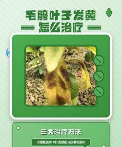 毛娟叶子发黄用什么药