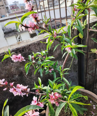 桃花是什么开花结果