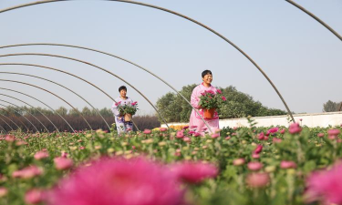 家庭养花用生根粉