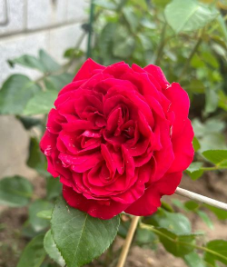 龙沙宝石怎么爆花