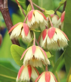 杜英花被称为花中什么