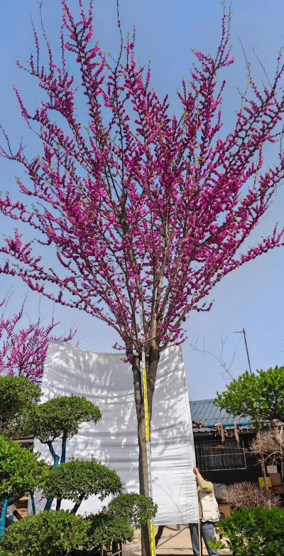 巨紫荆前景如何