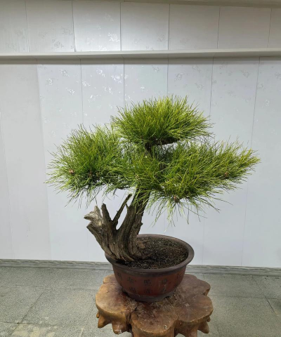 小绒松盆景怎么造型