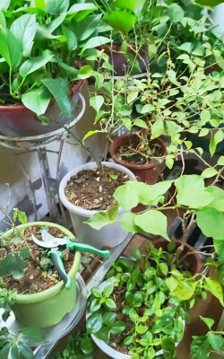 家庭养花用生根粉