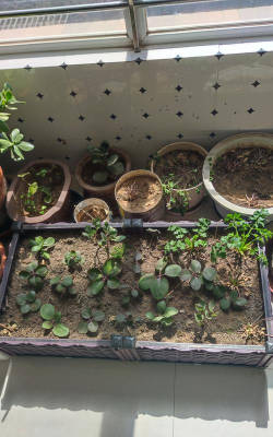 家庭养花用生根粉