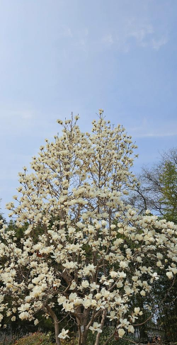 白玉兰树开什么花