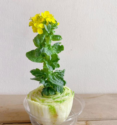 花白菜用什么花盆栽好看