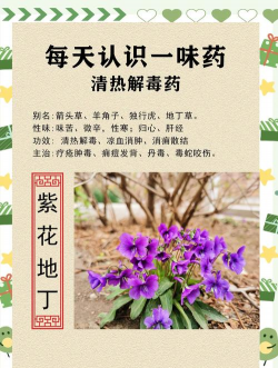 紫花地丁还叫什么名
