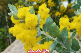 刺球花叫什么名字