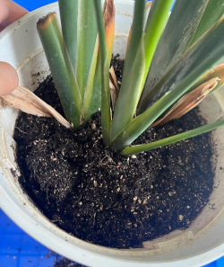 家庭养花用生根粉