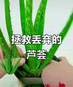 刚捡的芦荟怎么救活