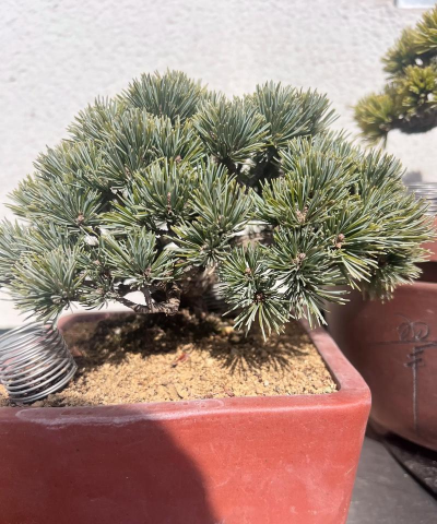 嫁接五针松什么季节好