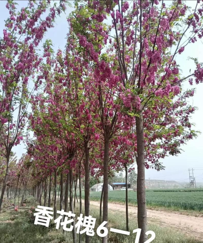 香花槐适合在什么季节移栽移栽过程需要注意什么问题