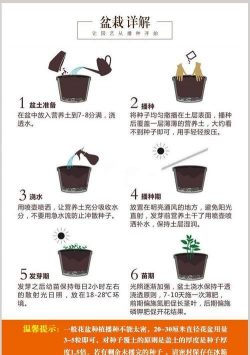 金盏花怎么种植时间