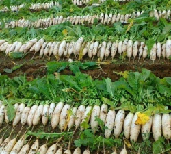 夏秋萝卜宜选耐热早熟品种