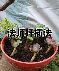 法蓉如何移栽
