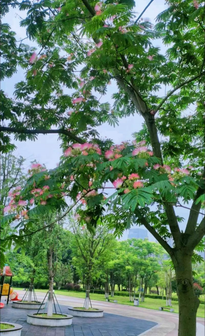 路边合欢花树怎么拍