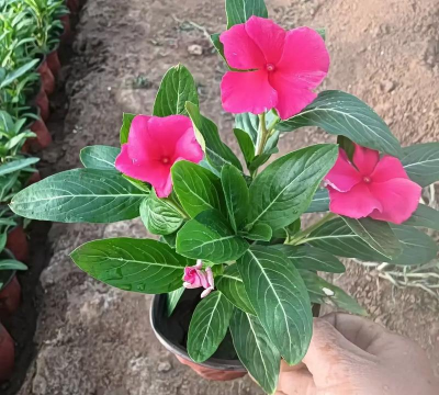 家庭养花用生根粉