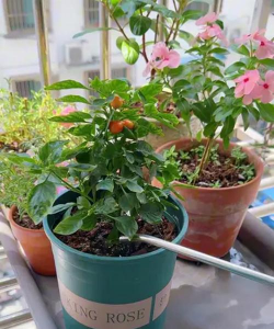 家庭养花用生根粉