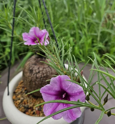 家庭养花用生根粉