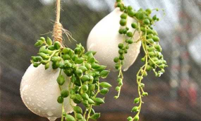 情人泪如何浇水