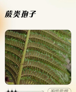 蕨类的孢子长什么样