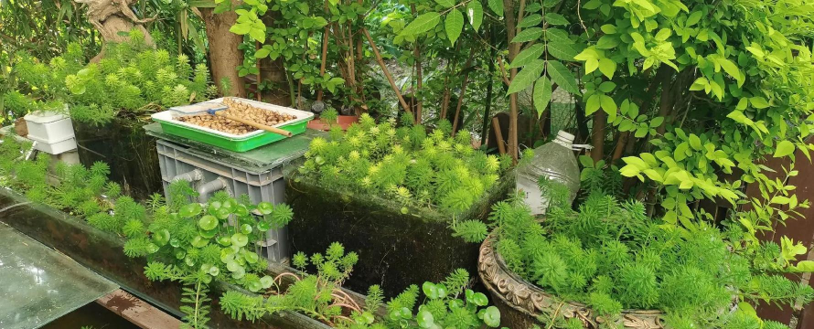 家庭养花用生根粉