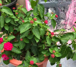 五色梅冬春季节怎样种植种植过程需要如何管理