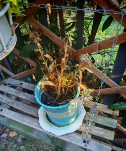 家庭养花用生根粉