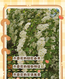 木香花为什么又叫木香花