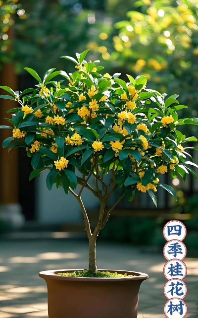 四季桂花什么样子