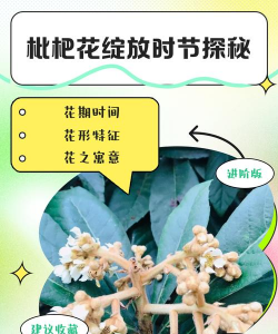 枇杷树开什么时间花