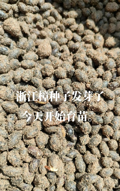 香樟种子如何播种