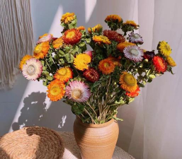 麦秆菊搭配什么花好看