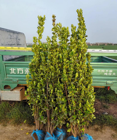 丛生北海道黄杨