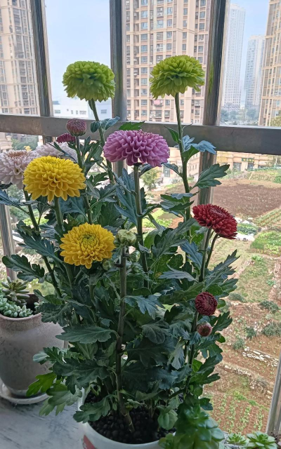 家庭养花用生根粉