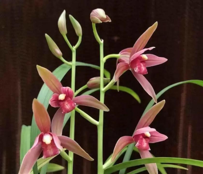 仙仙红兰花怎么养