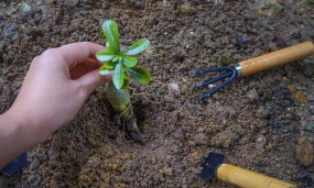 家庭养花用生根粉