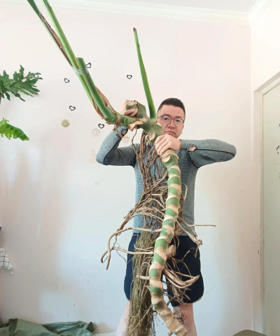 家庭养花用生根粉