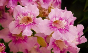 非洲凌霄如何修剪