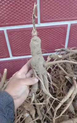 商陆的根茎什么样