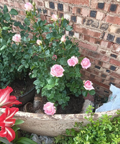 家庭养花用生根粉