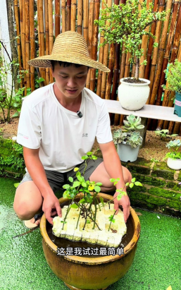家庭养花用生根粉