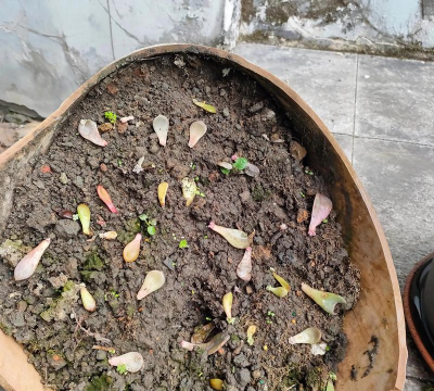 家庭养花用生根粉